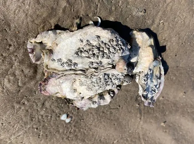 Sylthaus 아르츠섬